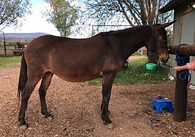 Mule (Mule, Gelding) in Marble, CO