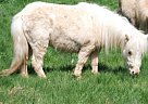 Rothensande Inside Daisy Clover,... Miniature Mare