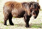 Rothensande Evening Breeze, Mini... Miniature Stallion