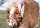 Clovers Midas Touch - Line Bred ... Miniature Stallion