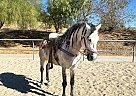 Andalusian - Horse for Sale in Sylmar, CA 91342
