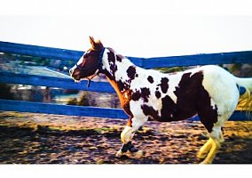 Paint (Paint, Stallion) in Mcdonald, TN