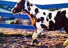 Paint - Horse for Sale in Mcdonald, TN 37353 Paint - Horse for Sale in Mcdonald, TN 37353