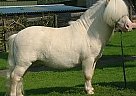 Miniature - Horse for Sale in Kassel,  34121
