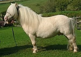 Miniature Horse (Miniature Horse, Stallion)