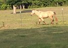 Buckskin Kid Broke Pony Pony