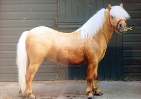 Miniature Horse (Miniature Horse, Stallion)