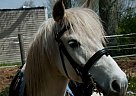Pony - Horse for Sale in Lake Egmont, NS B0N 1Y0 Pony - Horse for Sale in Lake Egmont, NS B0N 1Y0