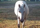 Quarter Horse - Horse for Sale in Dale, TX 78616 Quarter Horse - Horse for Sale in Dale, TX 78616
