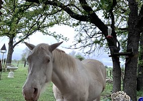Cremello (Quarter Horse, Mare) in Dale, TX