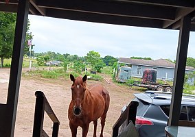 Quarter Horse (Quarter Horse, Mare) in Houston, TX