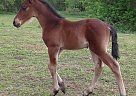 Friesian - Horse for Sale in Elgin, IA 52141