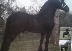 Friesian (Friesian, Stallion) in Elgin, IA