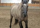 Quarter Horse - Horse for Sale in Billings, MT 59105