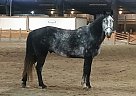 Quarter Horse - Horse for Sale in Billings, MT 59105
