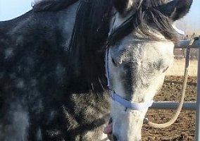 Hunter (Quarter Horse, Gelding) in Billings, MT
