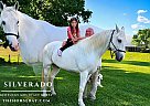Kentucky Mountain - Horse for Sale in , KY 42718