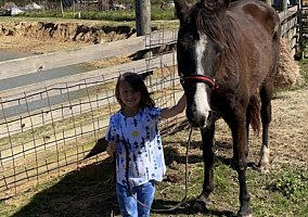 Missouri Fox Trotter (Missouri Fox Trotter, Mare) in Bastrop, LA