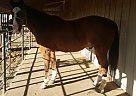 Quarter Horse - Horse for Sale in Atlanta, KS 67008