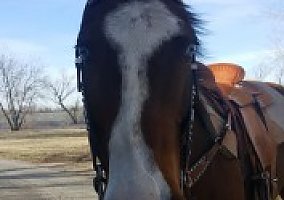 Quarter Horse (Quarter Horse, Gelding) in Atlanta, KS