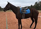 Perfect Project Horse Mahonney
