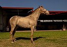 Andalusian - Horse for Sale in Houston, TX 77396 Andalusian - Horse for Sale in Houston, TX 77396
