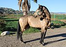 Andalusian - Horse for Sale in Canyon Country, CA 91387