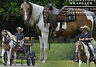 Tennessee Walking - Horse for Sale in , AL 35640