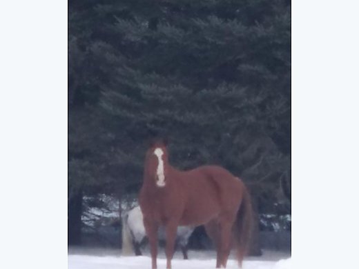 Registered Quater Horse