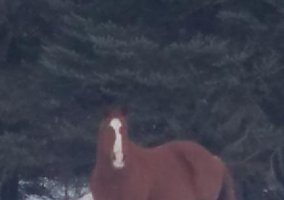 Quarter Horse (Quarter Horse, Gelding) in Sandstone, MN
