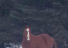 Quarter Horse - Horse for Sale in Sandstone, MN 55072