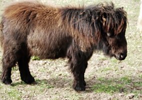 Miniature Horse (Miniature Horse, Stallion)