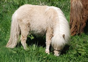 Miniature Horse (Miniature Horse, Mare)