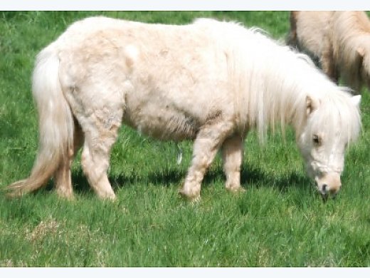 Rothensande Inside Daisy Clover, Minishetland, Golden Palomino, 100% Engl. Bloodlin