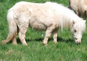 Miniature Horse (Miniature Horse, Mare)