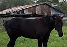 Quarter Horse - Horse for Sale in Cookville, TX 