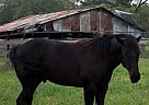Quarter Horse - Horse for Sale in Cookville, TX Quarter Horse - Horse for Sale in Cookville, TX