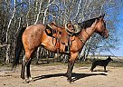 Quarter Horse - Horse for Sale in Sebeka, MN 56477