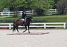Polo - Gelding in Laytonsville, MD Polo - Gelding in Laytonsville, MD