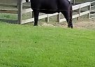 Tennessee Walking - Horse for Sale in Clinton, MS 39056 Tennessee Walking - Horse for Sale in Clinton, MS 39056