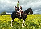 Parker - Gelding in Brodhead, KY Parker - Gelding in Brodhead, KY
