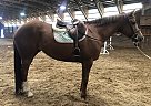 Willow - Mare in Titusville, NJ Willow - Mare in Titusville, NJ