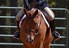 Quarter Horse Mare for Sale Quarter Horse Mare