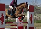 2009 OTTB Mare Thoroughbred Mare