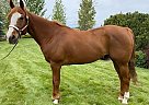 Hunt This - Gelding in Klamath Falls, OR Hunt This - Gelding in Klamath Falls, OR