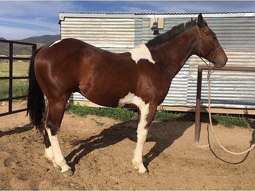 APHA 2 yr old Gelding Rocky