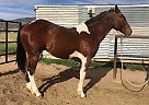 Paint - Horse for Sale in Scipio, UT 84656 Paint - Horse for Sale in Scipio, UT 84656