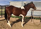 Paint - Horse for Sale in Scipio, UT 84656