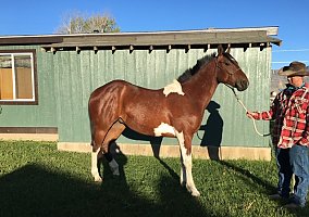 Paint (Paint, Gelding) in Scipio, UT