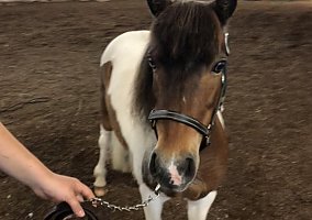 Shetland Pony (Shetland Pony, Mare) in Van Meter, IA